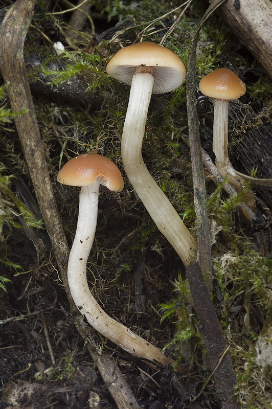 Hypholoma subericeum